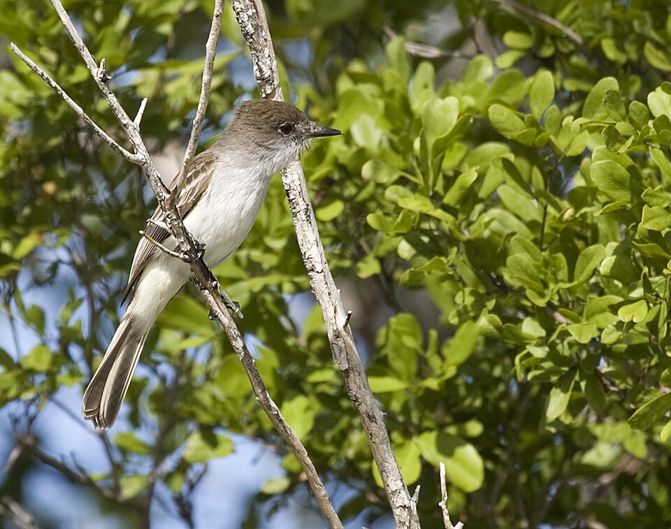 La Sagra's Flycatcher