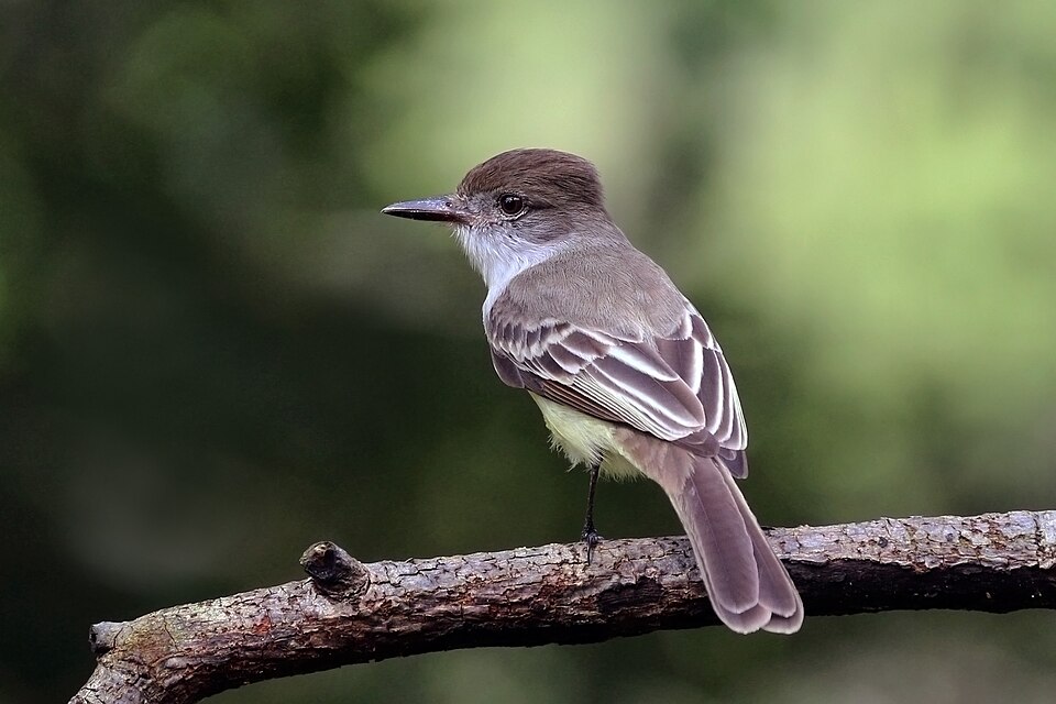 Stolid Flycatcher