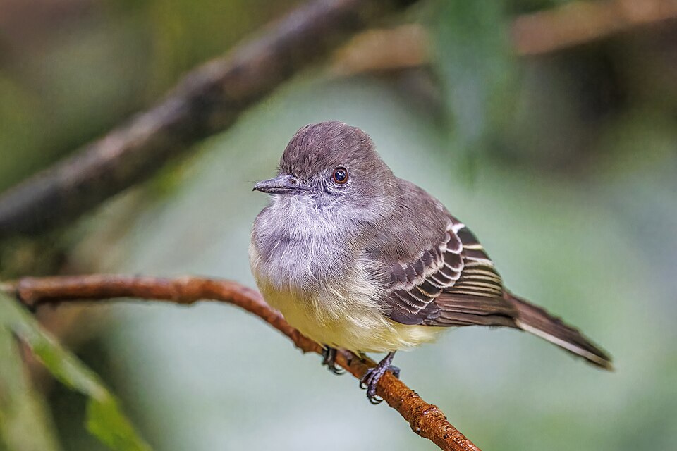Dusky-capped Flycatcher