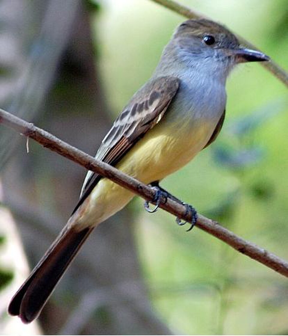 Brown-crested Flycatcher