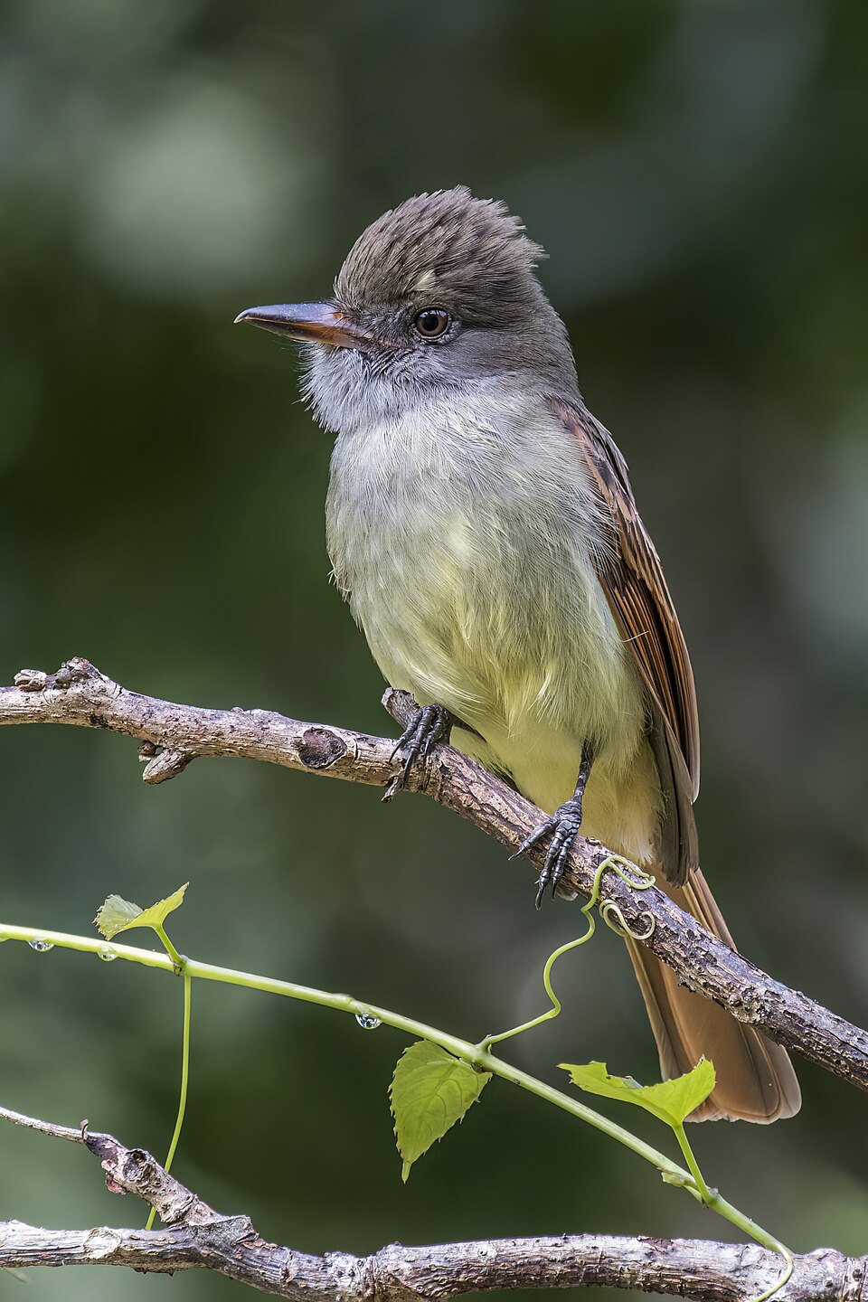 Rufous-tailed Flycatcher