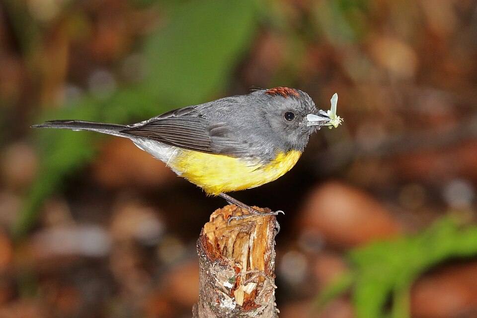 Slate-throated Redstart