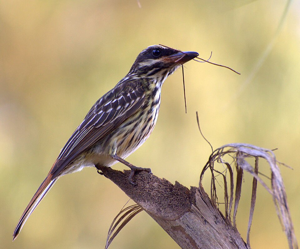 Streaked Flycatcher