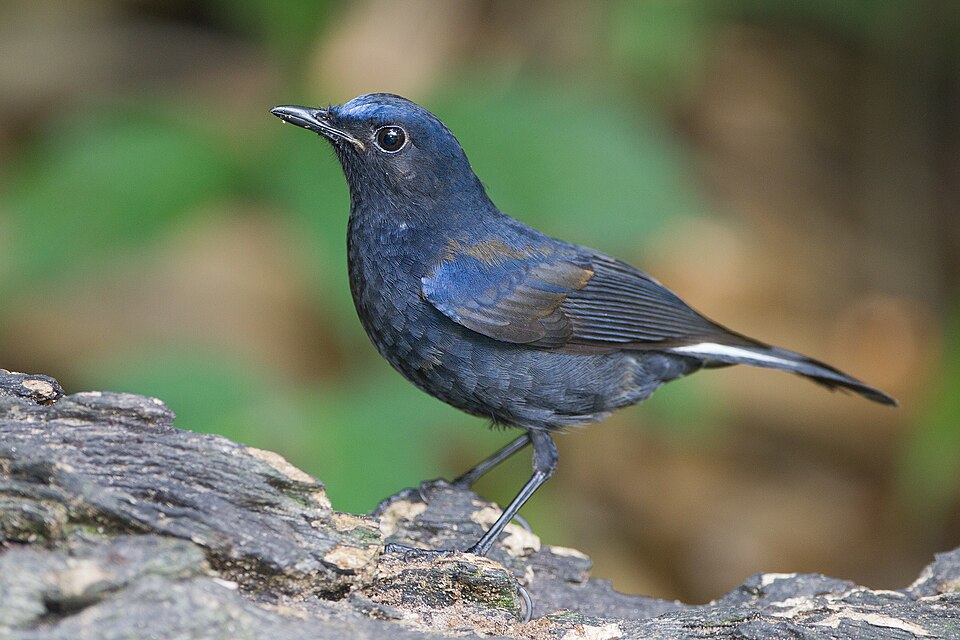 White-tailed Robin