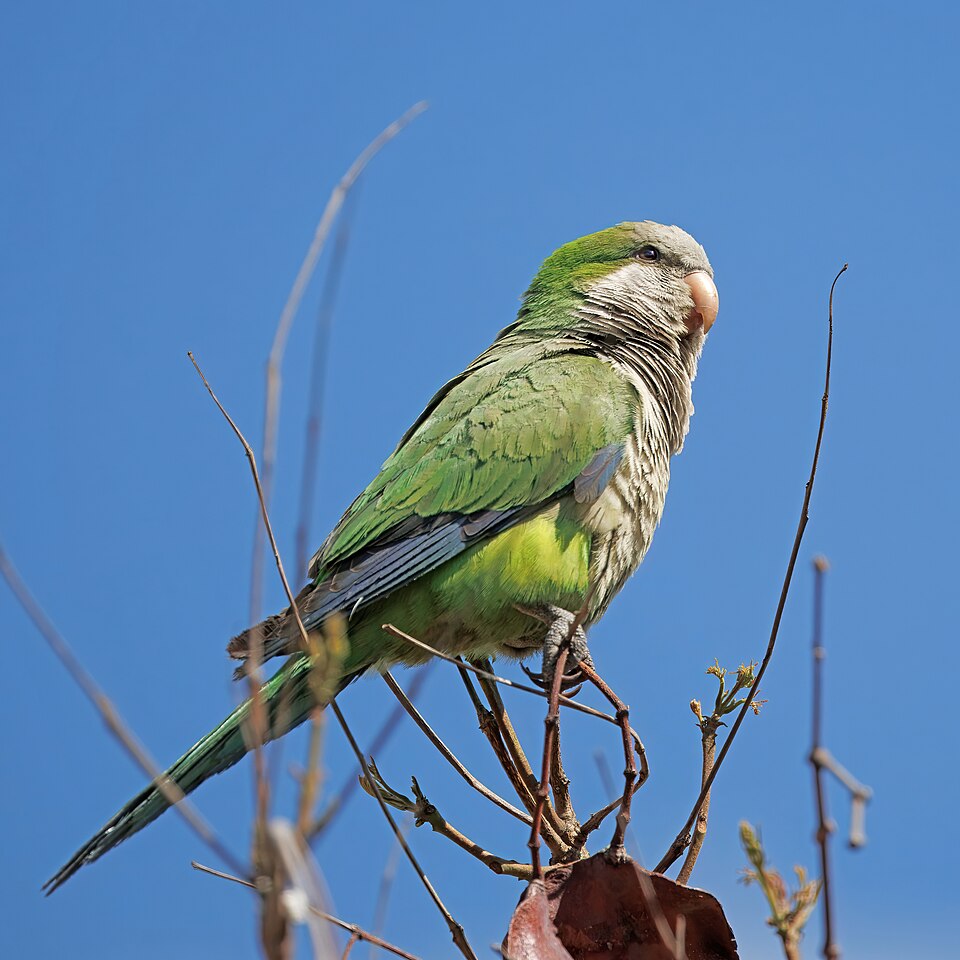 Monk Parakeet
