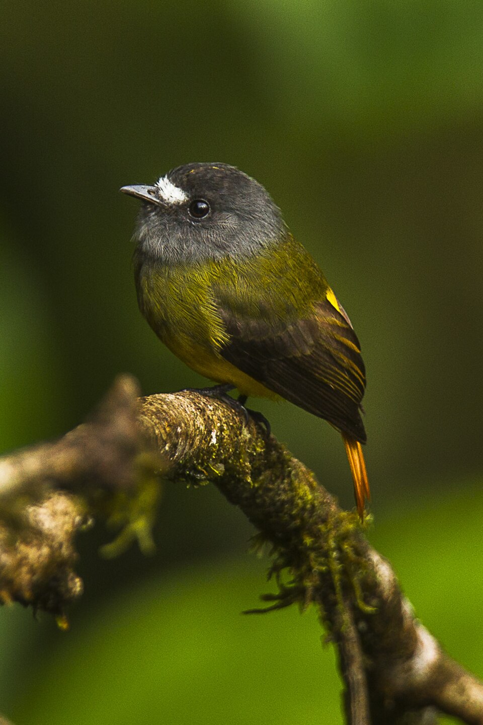Ornate Flycatcher