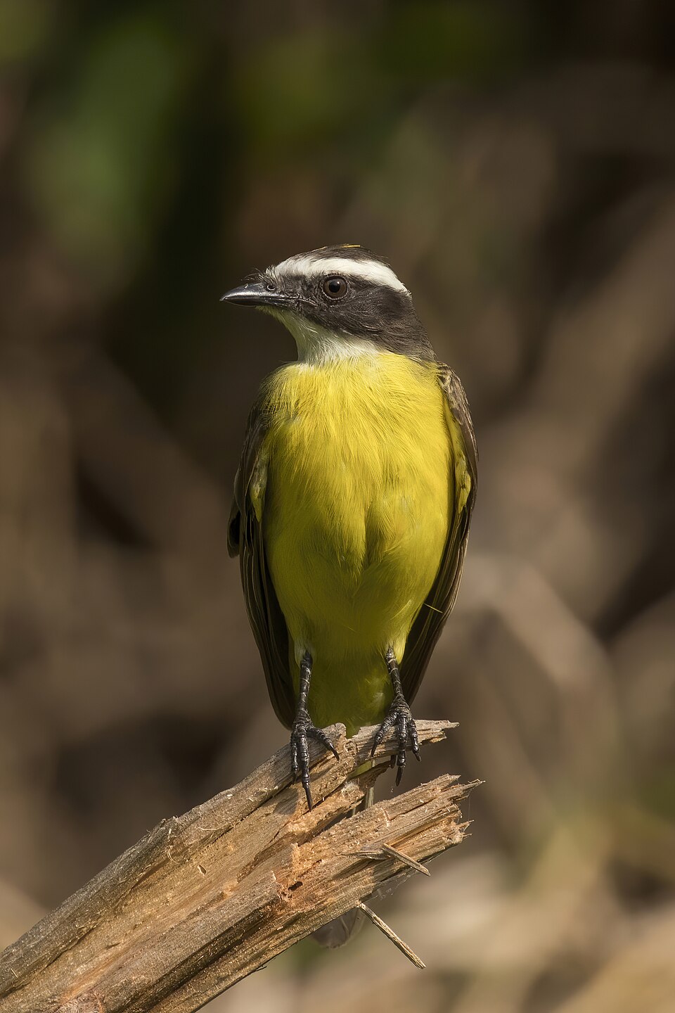 Rusty-margined Flycatcher