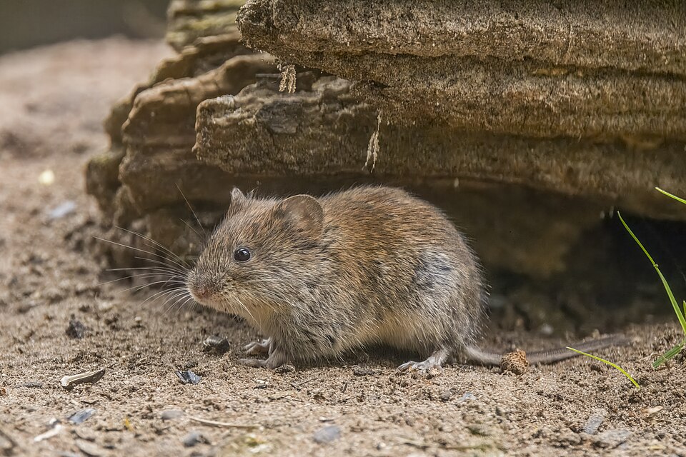 Bank Vole