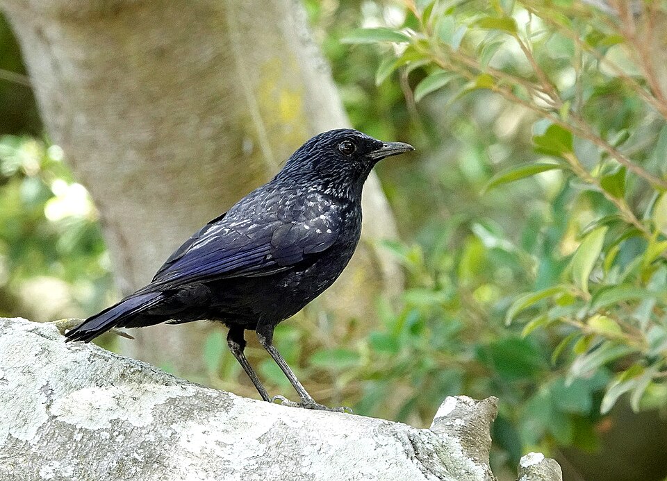 Blue Whistling-Thrush