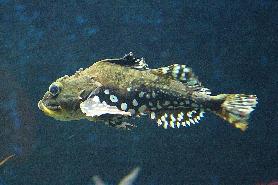 Shorthorn sculpin, Bull-rout