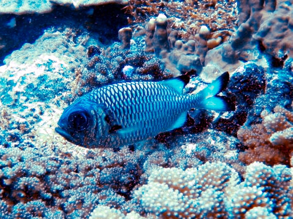 Bronze Soldierfish