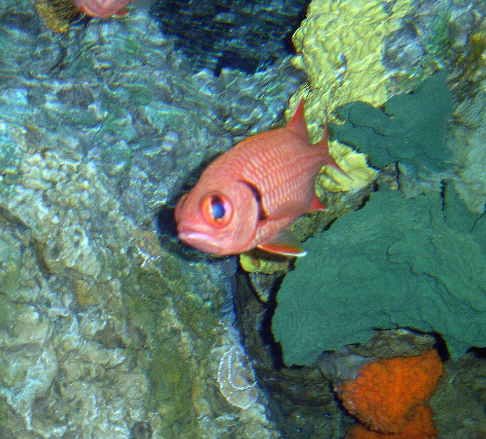 Berndt's Soldierfish