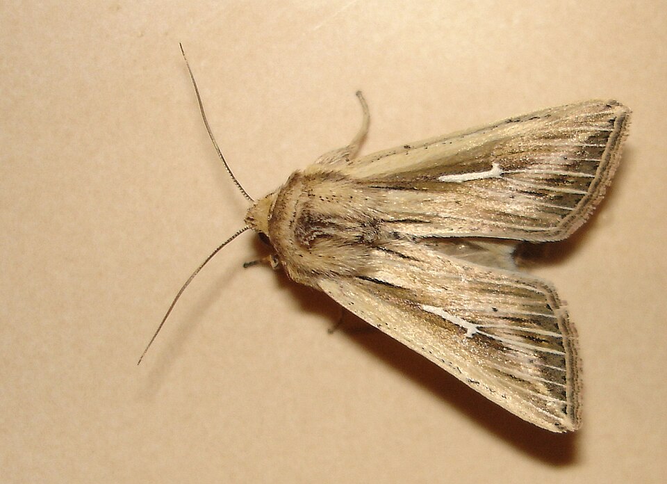 L-album Wainscot
