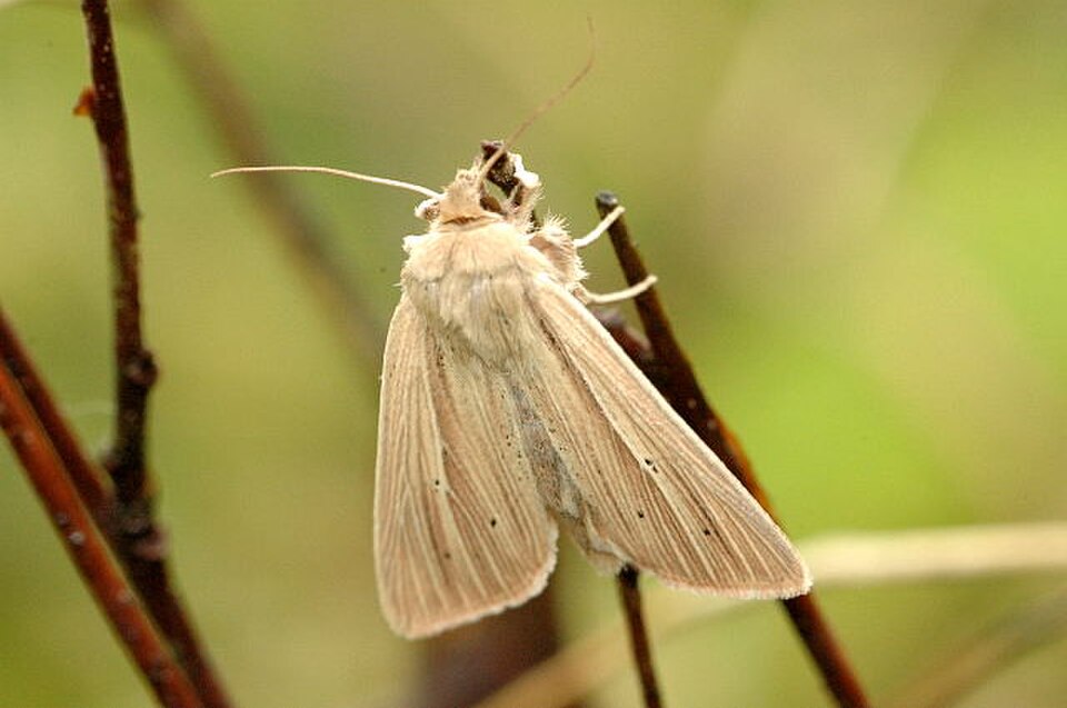 Common Wainscot