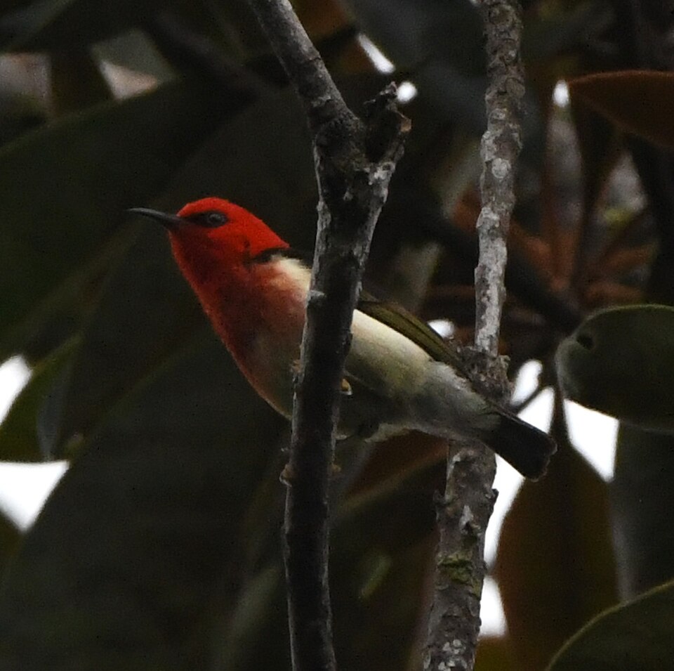 New Caledonian Myzomela