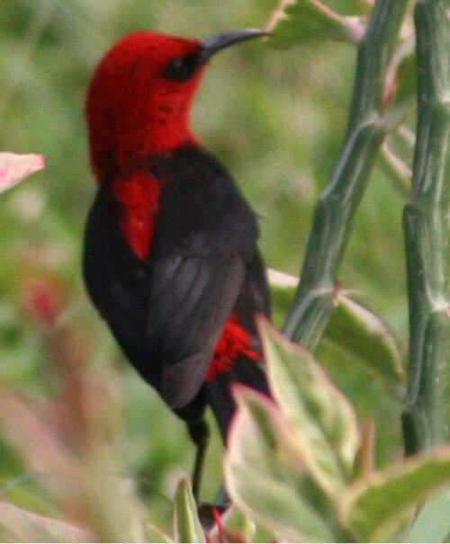 Cardinal Myzomela
