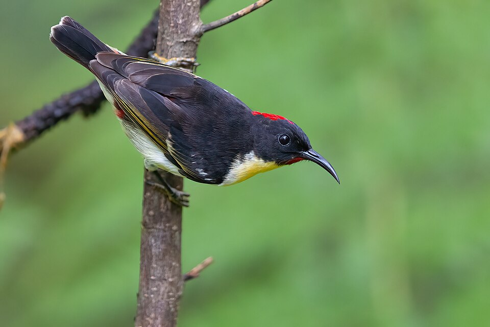 Orange-breasted Myzomela
