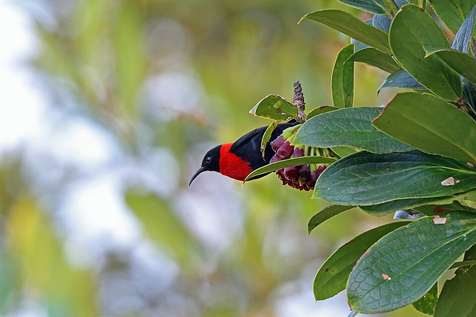 Red-collared Myzomela