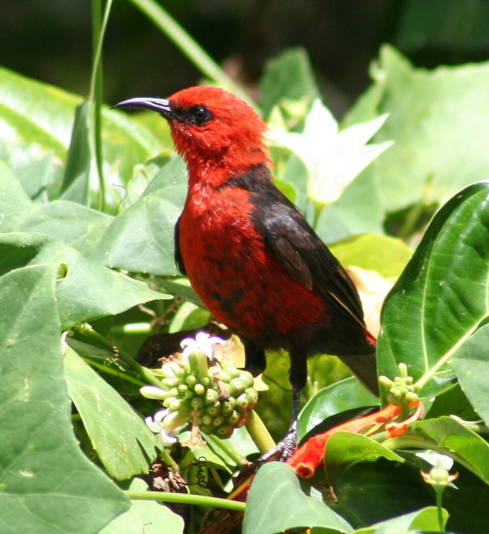 Micronesian Myzomela