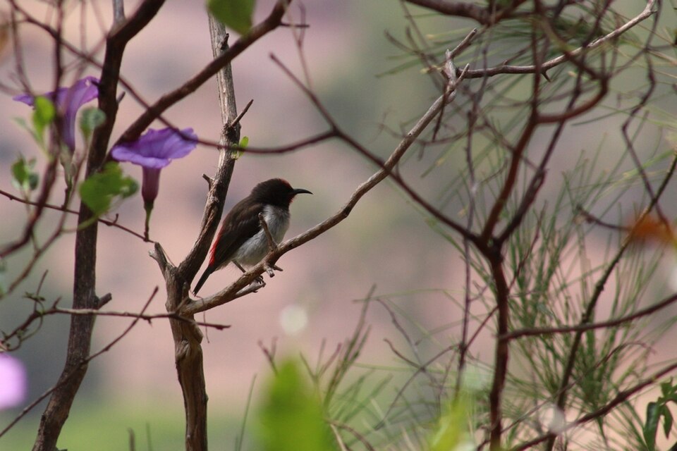 Black-breasted Myzomela