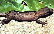 Pelagic Gecko