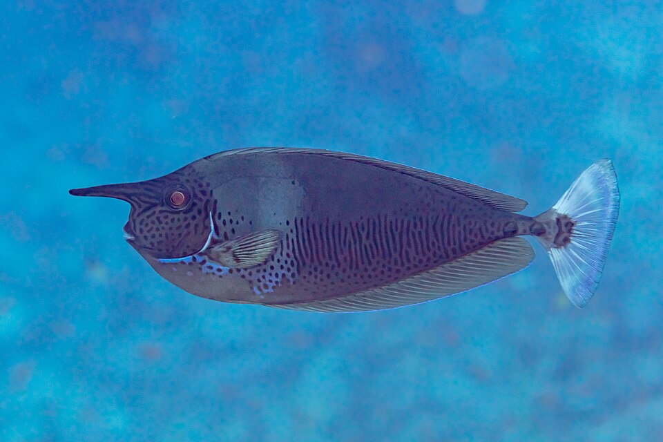 shortnosed unicornfish
