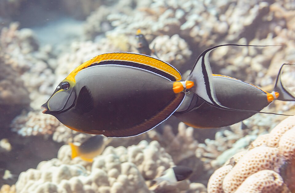 Elegant Unicornfish