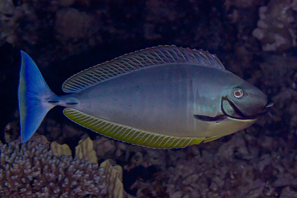 Black Unicornfish, Sleek unicornfish