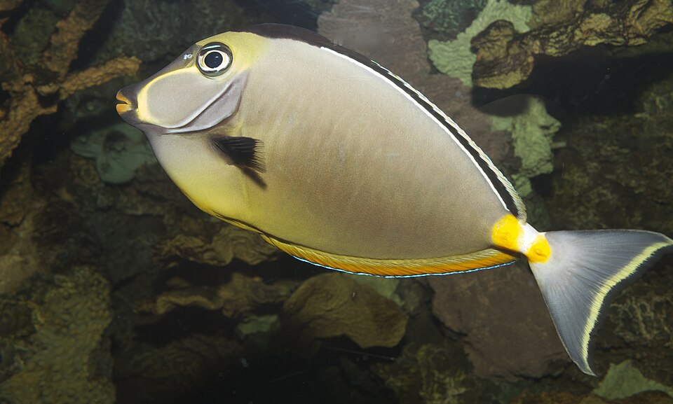 Orangespine unicornfish