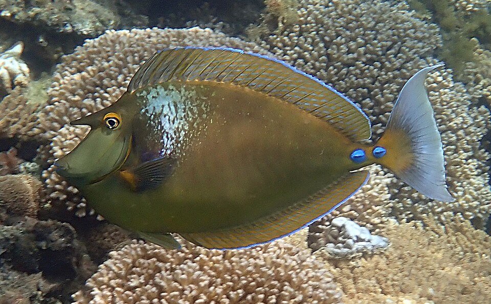 Brown Unicornfish, Bluespine unicornfish