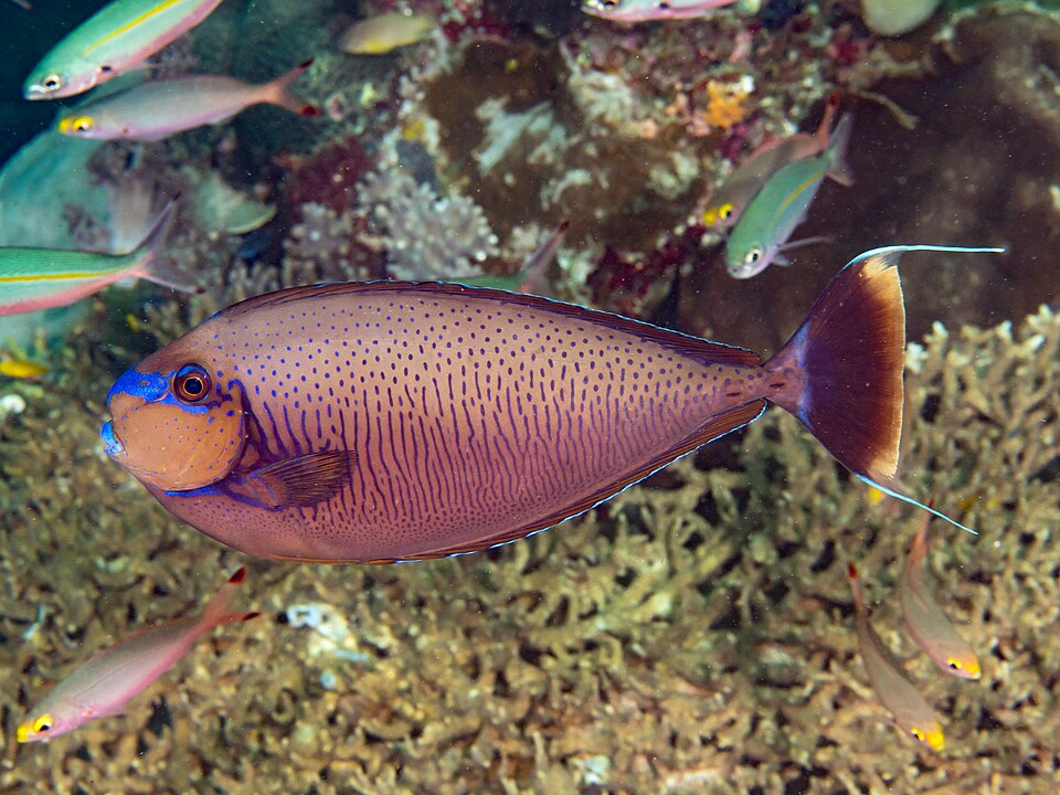 Vlaming's Unicornfish