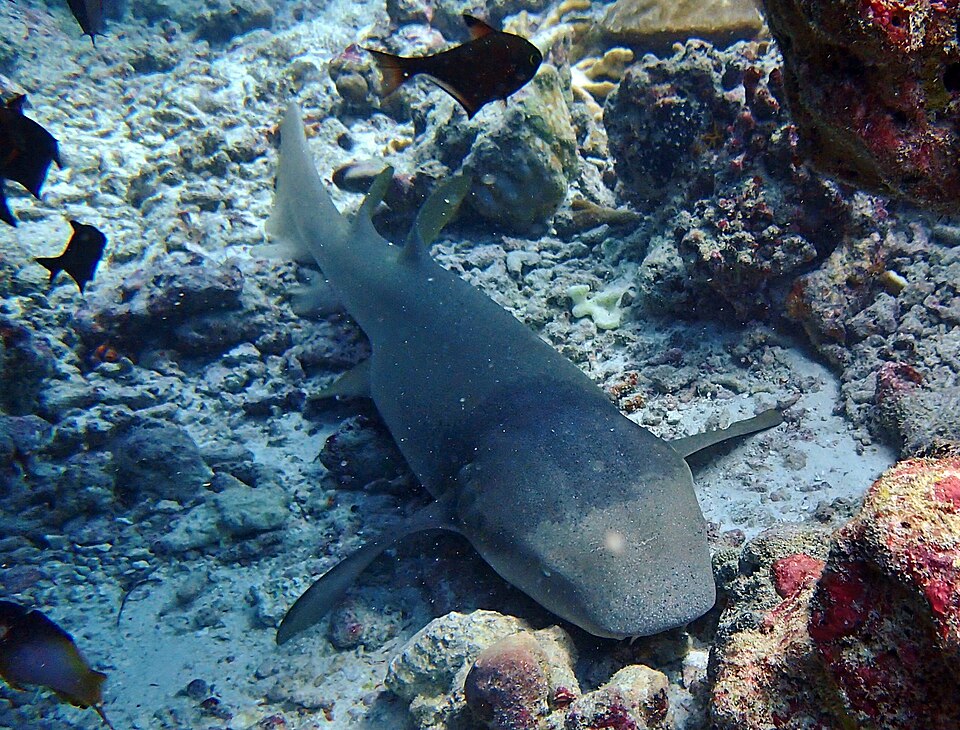 Nurse Shark