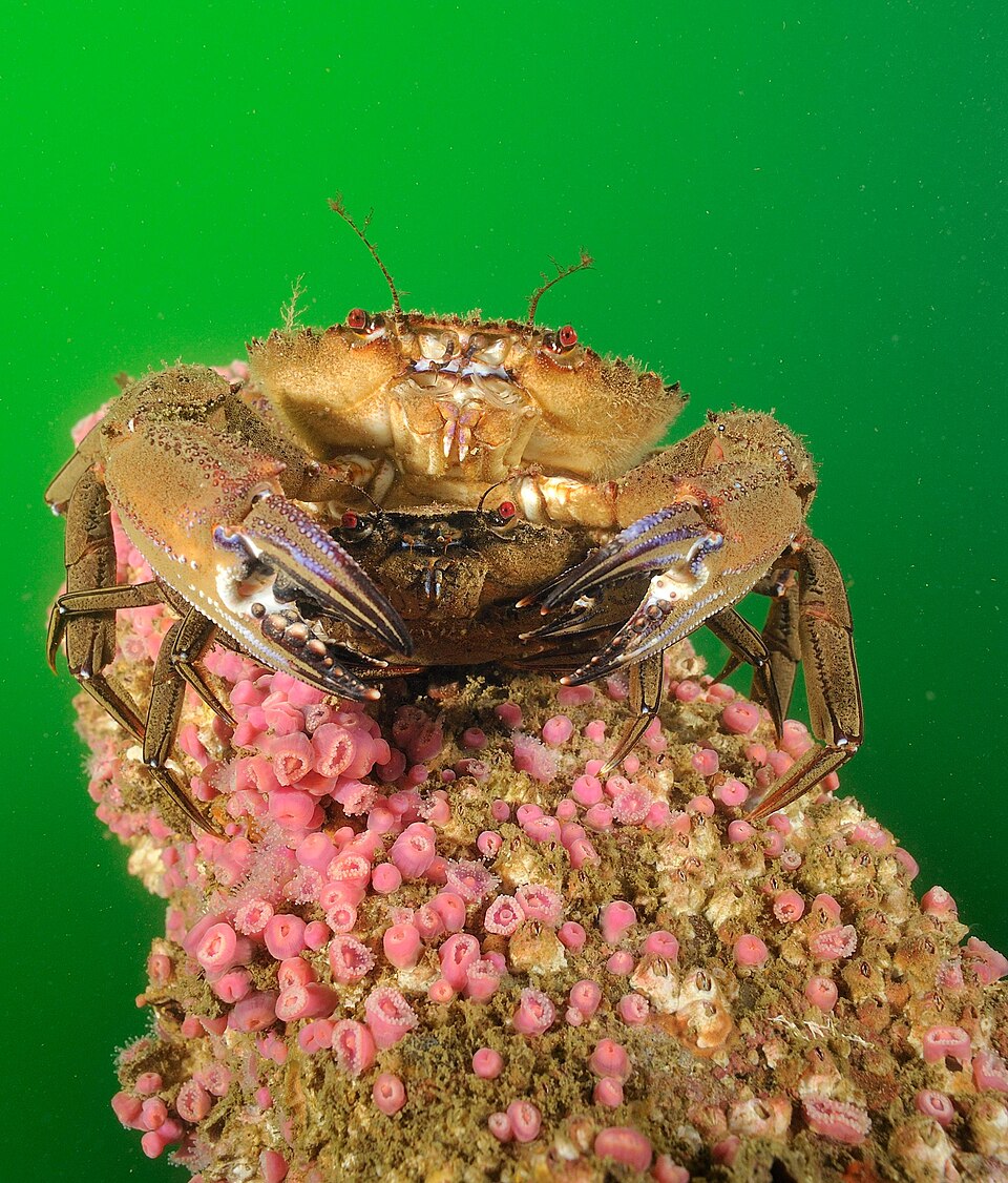 Velvet Swimming Crab