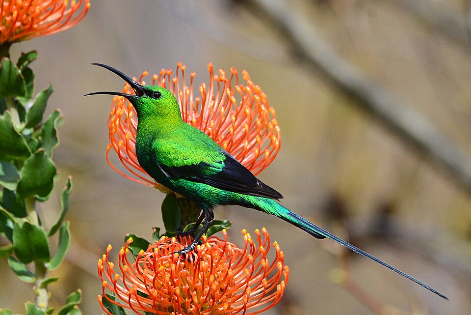 Malachite Sunbird