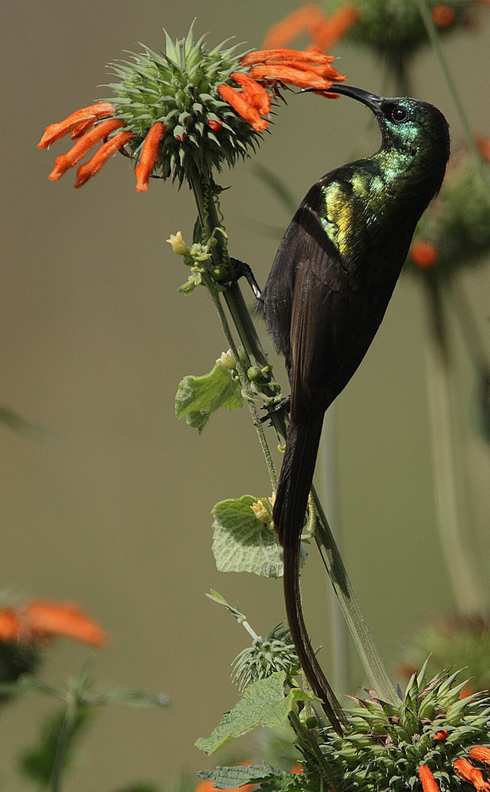 Bronze Sunbird