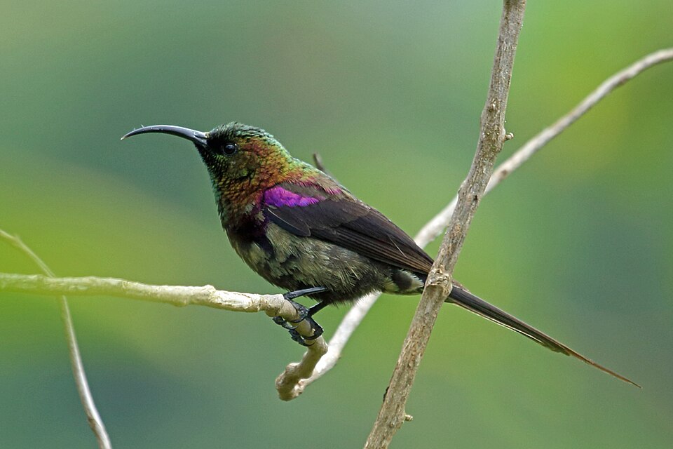 Tacazze Sunbird