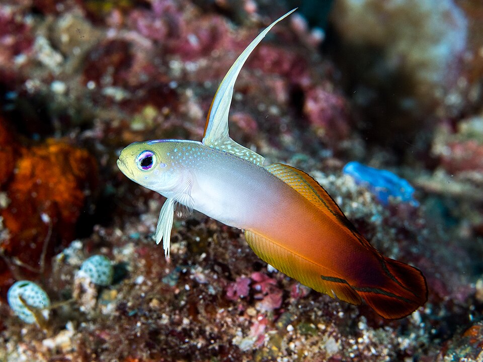 Fire Dartfish