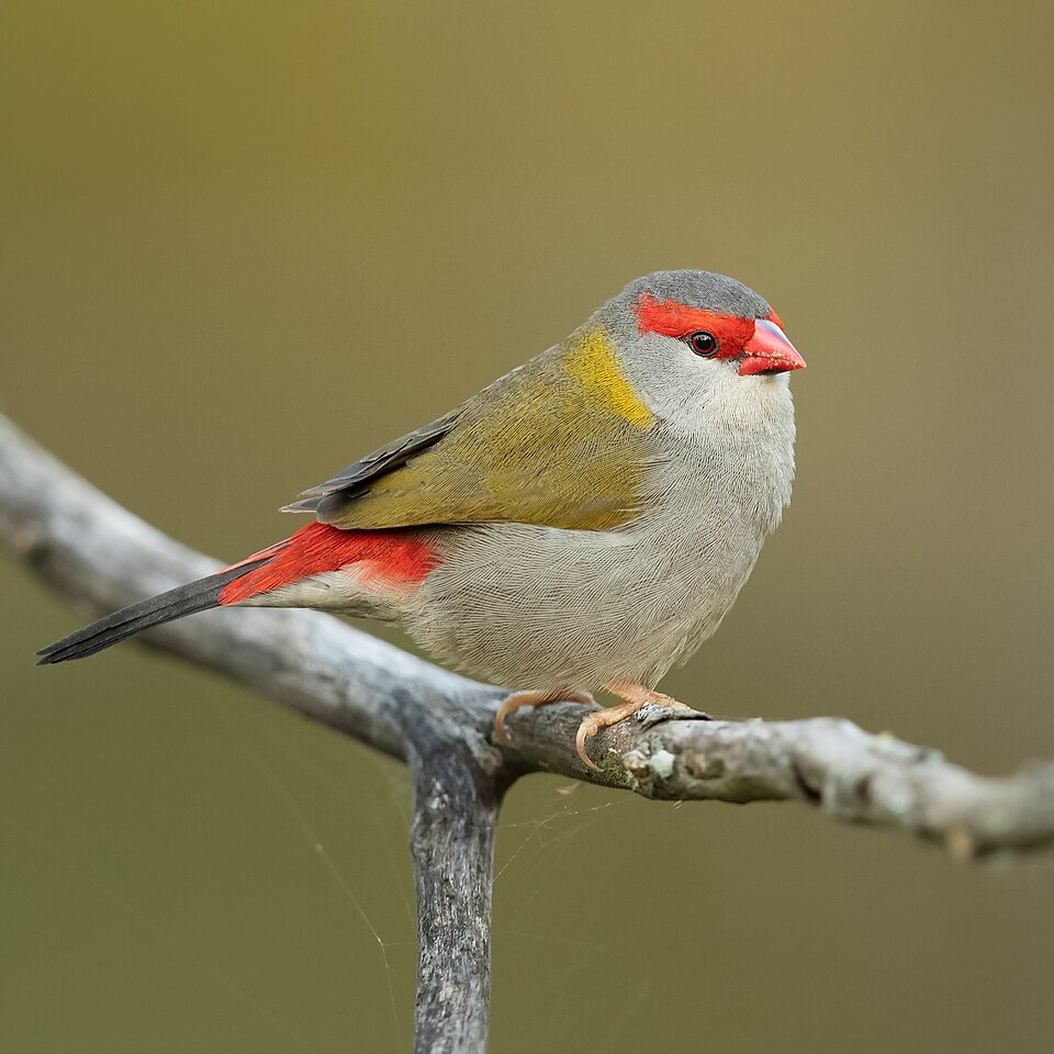 Red-browed Firetail