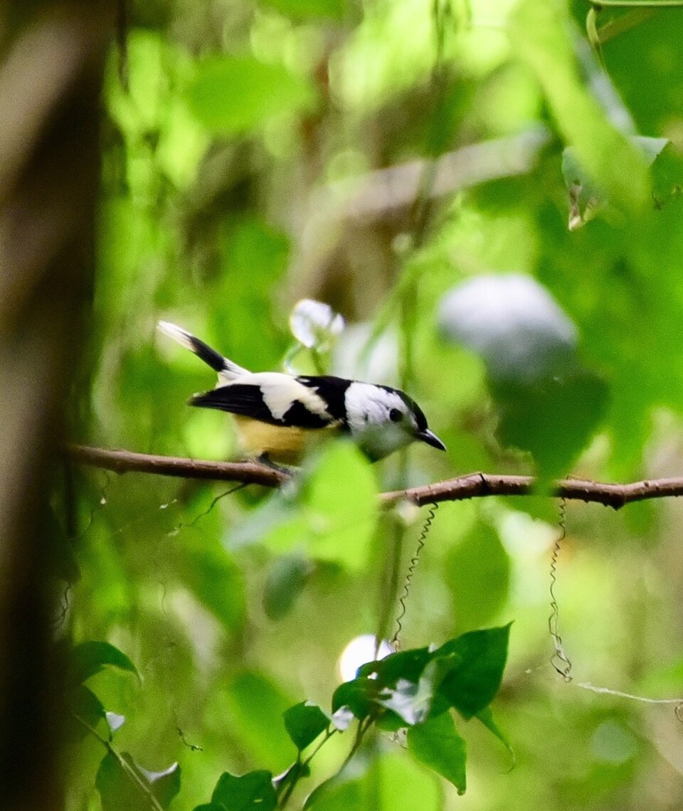 Buff-bellied Monarch