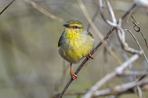Stripe-throated Jery