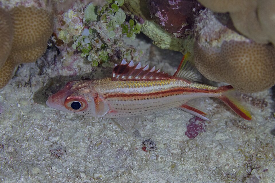 Spotfin Squirrelfish
