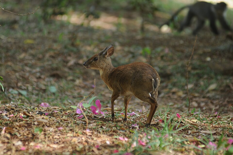 suni
