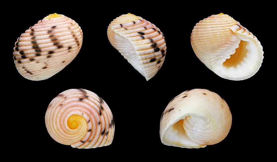 Nerita plicata