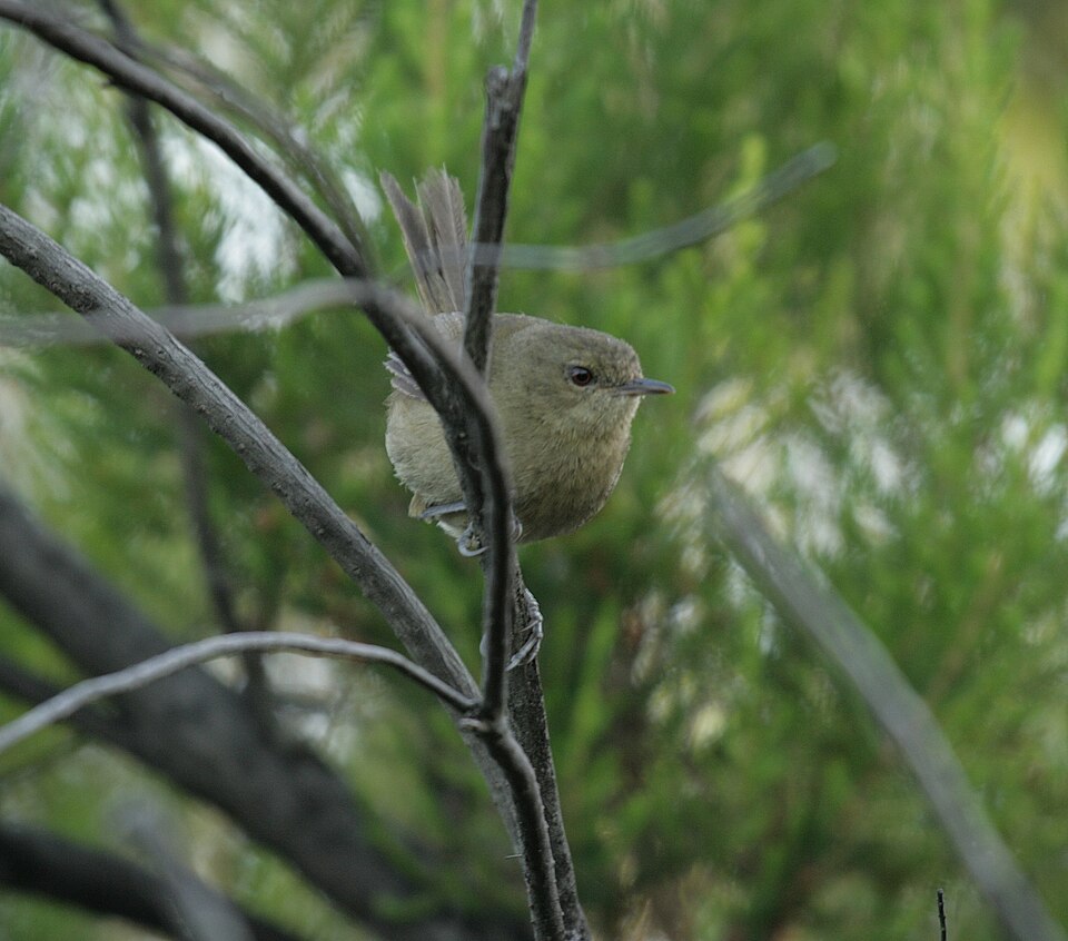Grand Comoro Brush-Warbler