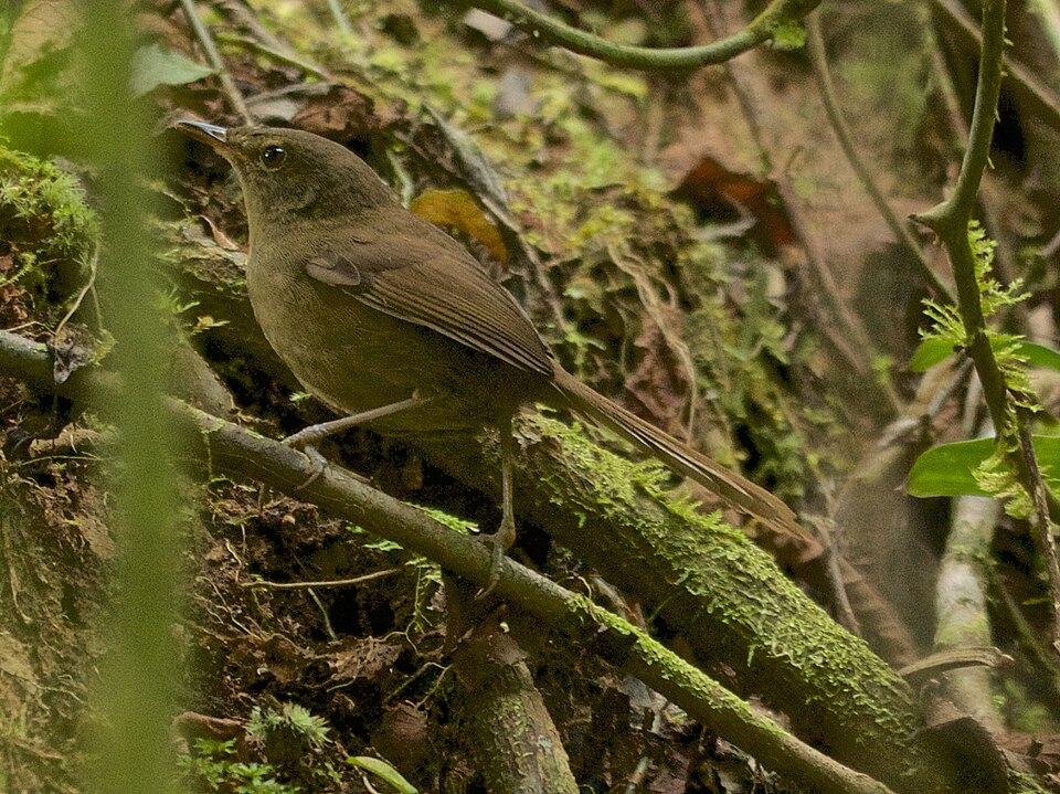 Madagascar Brush-Warbler