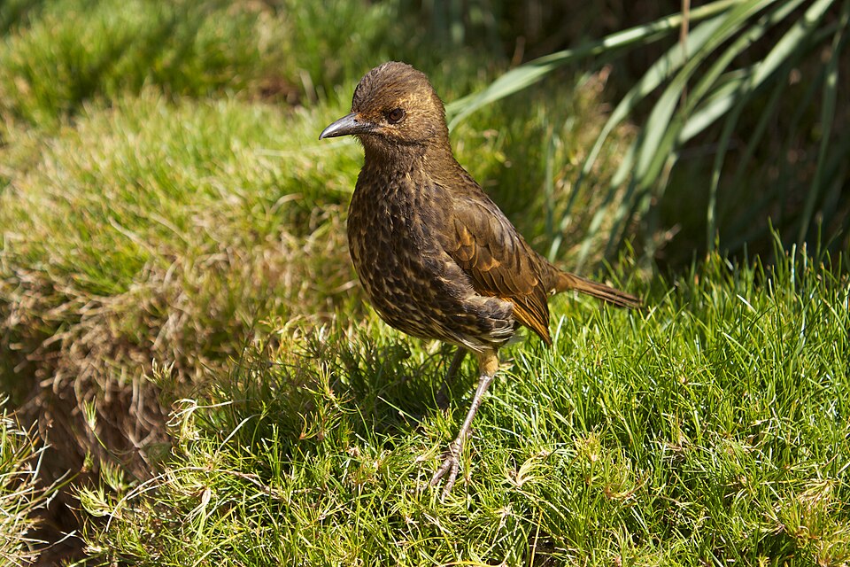 Tristan Thrush