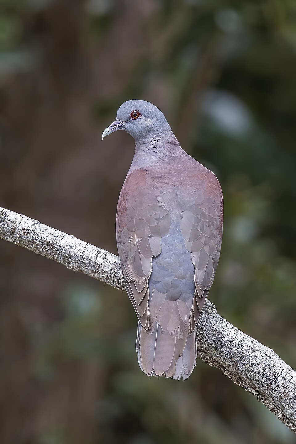 Madagascar turtle-dove
