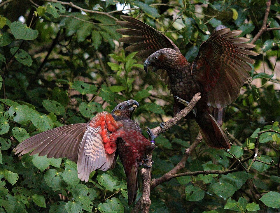 New Zealand Kaka