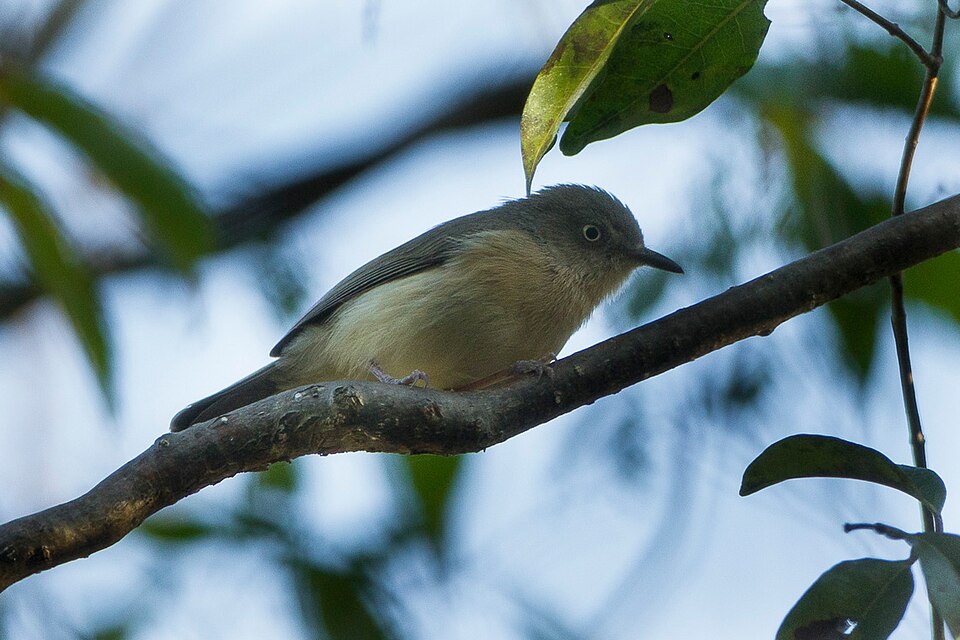 Common Newtonia