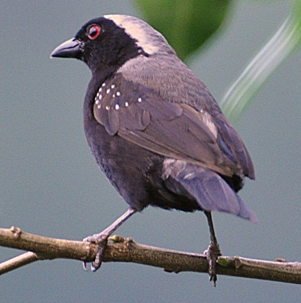 Gray-headed Nigrita